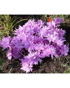 Безвременник осенний «Уотерлили», 14/16 р-р, 1 шт., 20 h(см), Осень 2025 Поиск