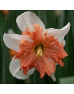Нарцисс с расщепленной коронкой «Эппл Пай», 12/15 р-р, 3 шт., 40 h(см), Осень 2025 Поиск