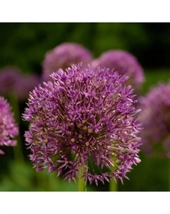 Лук декоративный Пати Баллунс, 18/20 р-р, 1 шт, 45-60 h(см), Осень 2025 Поиск