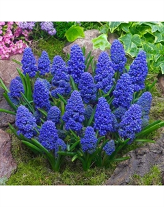 Мускари армянский «Блу Спайк», 7/8 р-р, 10 шт., 15-20 h(см), Осень 2025 Поиск