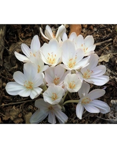 Безвременник осенний «Альбум», 13/+ р-р, 1 шт., 15-25 h(см), Осень 2025 Поиск