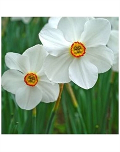 Нарцисс поэтический «Актея», 12/14 р-р, 5 шт., 40 h(см), Осень 2025 Поиск