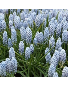 Мускари армянский «Валери Финнис», 7/8 р-р, 10 шт., 15-20 h(см), Осень 2025 Поиск