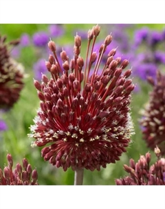 Лук аметистовый Ред Могикан, 10/12 р-р, 3 шт, 90-100 h(см), Осень 2025 Поиск