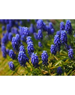 Мускари неглектум «Джойс Спирит», 7/8 р-р, 10 шт., 15-20 h(см), Осень 2025 Поиск