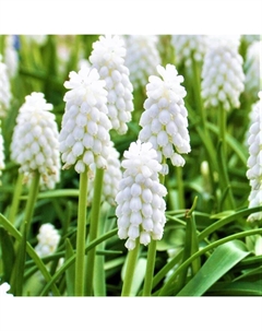 Мускари армянский «Сайбириан Тайгер», 6/7 р-р, 10 шт., 15-23 h(см), Осень 2025 Поиск