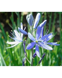 Камассия квамаш «Блу Мелоди», 5/6 р-р, 10 шт., 60 h(см), Осень 2025 Поиск