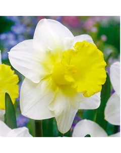 Нарцисс тубчатый «Праймор», 12/14 р-р, 5 шт., 30-40 h(см), Осень 2025 Поиск