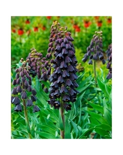 Рябчик персидский, 18/20 р-р, 1 шт, 60-90 h(см), Осень 2025 Поиск