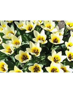 Тюльпан Фостера Концерто, 10/11 р-р, 10 шт, 30 h(см), Осень 2025 Поиск