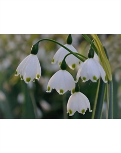 Белоцветник летний «Гравети Джайант», 10/12 р-р, 5 шт., 40 h(см), Осень 2025 Поиск