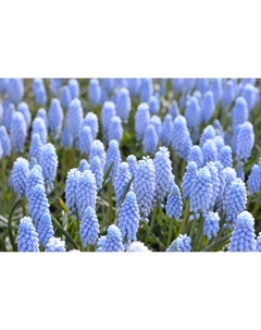 Мускари неглектум «Бейбиз Бреф», 7/8 р-р, 10 шт., 15-21 h(см), Осень 2025 Поиск