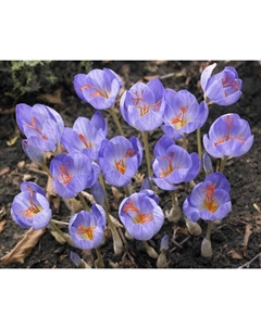Крокус прекрасный Кассиопея, 5+ р-р, 10 шт, 15 h(см), Осень 2025 Поиск