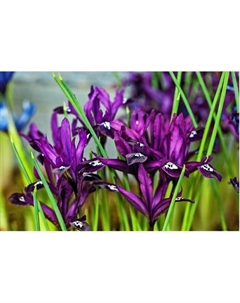 Ирис сетчатый Пепл Джем, 5/6 р-р, 10 шт., h=15 см, Осень 2025 Поиск