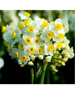 Нарцисс тацеттовидный «Аваланш», 13/15 р-р, 5 шт., 40 h(см), Осень 2025 Поиск