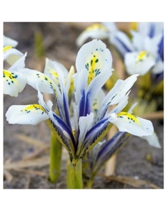 Ирис сетчатый Ай Кэтчер, 5/6 р-р, 10 шт., h=15 см, Осень 2025 Поиск