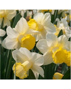 Нарцисс трубчатый «Гоблет», 12/14 р-р, 5 шт., 35 h(см), Осень 2025 Поиск