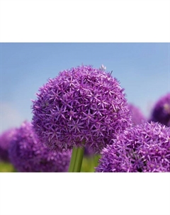 Лук декоравтиный Глоубмастер, 18/20 р-р, 1 шт, 100 h(см), Осень 2025 Поиск