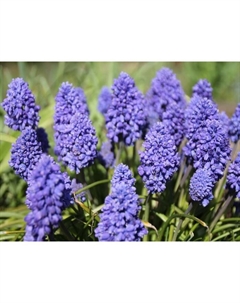 Мускари армянский «Фэнтази Криэйшн», 7/8 р-р, 10 шт., 15-20 h(см), Осень 2025 Поиск