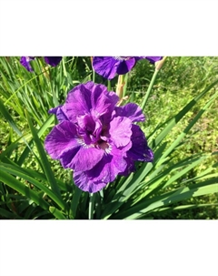 Ирис сибирский «Бандл ов Джой», р-р I, 1 шт., Осень 2025 Поиск