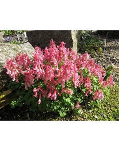 Хохлатка плотная Бет Эванс, 5/6 р-р, 10 шт, 20 h(см), Осень 2025 Поиск