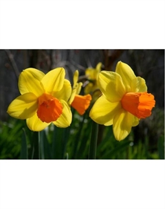 Нарцисс цикламеновый «Джетфайр», 12/14 р-р, 5 шт., 20-25 h(см), Осень 2025 Поиск