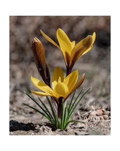 Крокус Королькова, 5+ р-р, 10 шт, 10-15 h(см), Осень 2025 Поиск