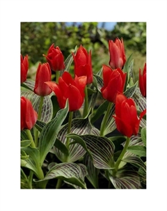 Тюльпан Грейга Али-Баба, 11/12 р-р, 10 шт, 15 h(см), Осень 2025 Поиск