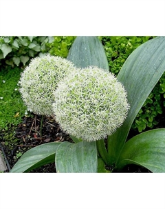 Лук декоративный каратавский «Айвори Квин», 10/12 р-р, 3 шт., 25-35 h(см), Осень 2025 Поиск