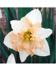 Нарцисс с расщепленной коронкой «Герлпауэр», 12/14 р-р, 5 шт., 30 h(см), Осень 2025 Поиск