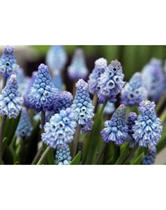 Мускари армянский «Азуреум», 6/7 р-р, 10 шт., 15-20 h(см), Осень 2025 Поиск