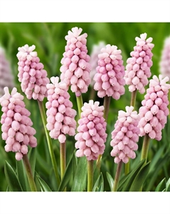 Мускари армянский «Пинк Санрайз», 5/6 р-р, 5 шт., 10-15 h(см), Осень 2025 Поиск