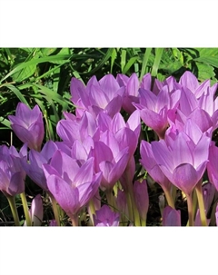 Безвременник «Джайант», 18/20 р-р, 1 шт., 15-25 h(см), Осень 2025 Поиск