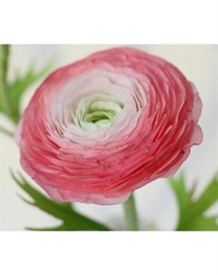 Ранункулюс Романс Параду, I р-р, 1 шт., 75-80 h(см), Осень 2025 Поиск