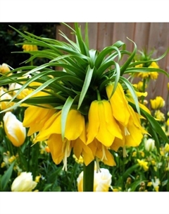 Рябчик императорский Лютея, 20/24 р-р, 1 шт, 90-100 h(см), Осень 2025 Поиск