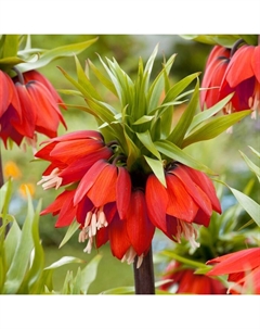 Рябчик императорский Рубра, 20/24 р-р, 1 шт, 90-100 h(см), Осень 2025 Поиск