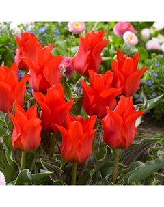 Тюльпан Грейга Ред Райдин Худ, 10/11 р-р, 10 шт, 20-30 h(см), Осень 2025 Поиск