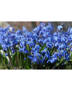 Пролеска сибирская Блу, 7/8 р-р, 10 шт, 10 h(см), Осень 2025 Поиск