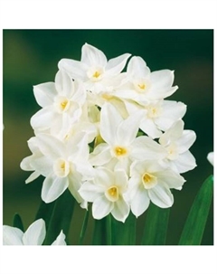 Нарцисс тацеттовидный «Пейпервайт», 13/15 р-р, 5 шт., 25 h(см), Осень 2025 Поиск