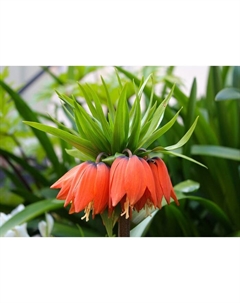 Рябчик императорский Вильям Рекс, 18/20 р-р, 1 шт, 90-100 h(см), Осень 2025 Поиск