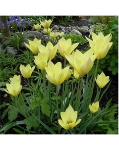 Тюльпан ботанический Хонки Тонк, 6/8 р-р, 10 шт, 20-30 h(см), Осень 2025 Поиск