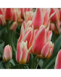 Тюльпан многоцветковый Квебек, 11/12 р-р, 10 шт, 35-40 h(см), Осень 2025 Поиск