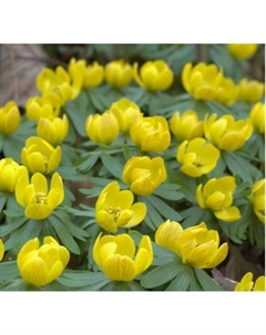 Весенник (Эрантис) киликийский, I р-р, 10 шт, 10 h(см), Осень 2025 Поиск