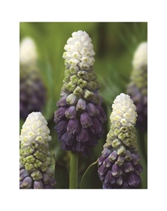 Мускари широколистный Грейп Айс, 5+ р-р, 5 шт, 25 h(см), Осень 2025 Поиск