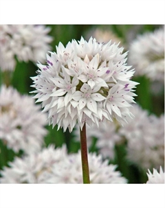 Лук декоративный узколистный «Грейсфул», 6/+ р-р, 10 шт., 30 h(см), Осень 2025 Поиск