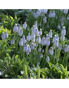 Мускари армянский «Пепперминт», 7/8 р-р, 10 шт., 15-20 h(см), Осень 2025 Поиск