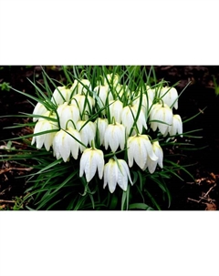 Рябчик шахматный Альба, 6/+ р-р, 10 шт, 20-25 h(см), Осень 2025 Поиск