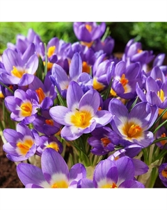 Крокус Зибера Триколор, 5+ р-р, 10 шт, 10 h(см), Осень 2025 Поиск