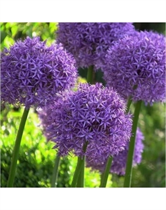 Лук декоративный «Хэар», 5/6 р-р, 10 шт., 90 h(см), Осень 2025 Поиск