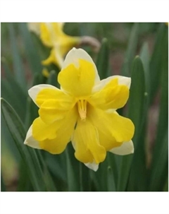 Нарцисс с расщепленной коронкой «Бельканто», 12/14 р-р, 5 шт., 40 h(см), Осень 2025 Поиск